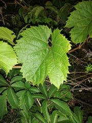 Vitis vinifera