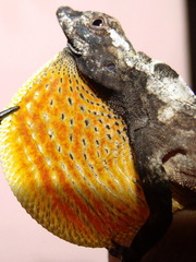 Anolis triumphalis
