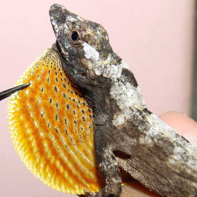 Anolis triumphalis