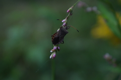 Coreus marginatus