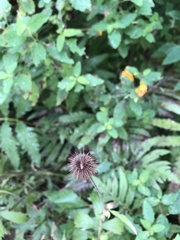 Geum