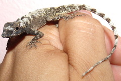 Anolis triumphalis
