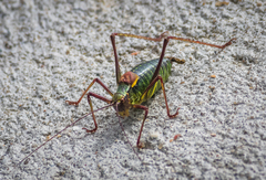 Barbitistes constrictus