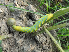Acherontia atropos