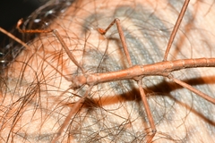 Pachymorphini