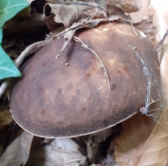 Boletus aereus