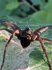 Dolomedes vittatus