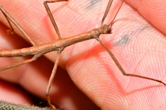 Pachymorphini