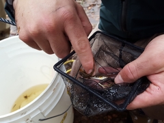 Salvelinus fontinalis fontinalis