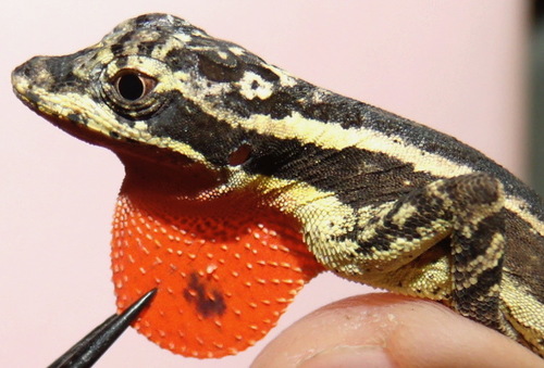 Anolis vittigerus