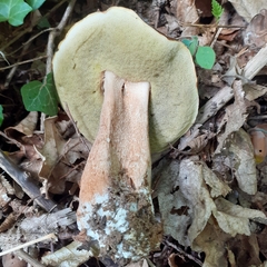 Boletus aereus