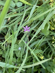 Erodium cicutarium