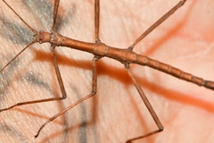 Pachymorphini
