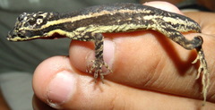 Anolis vittigerus