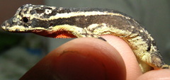 Anolis vittigerus