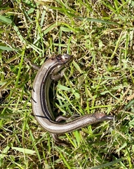 Plestiodon septentrionalis