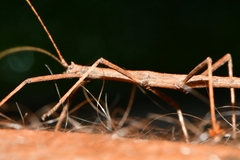 Pachymorphini
