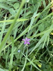 Erodium cicutarium