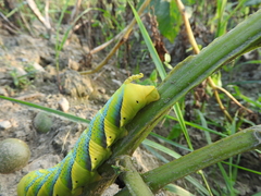 Acherontia atropos