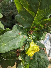 Andricus quercuscalicis