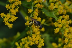 Ectemnius lituratus