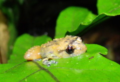 Diasporus quidditus