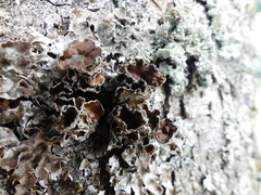 Pleurosticta acetabulum