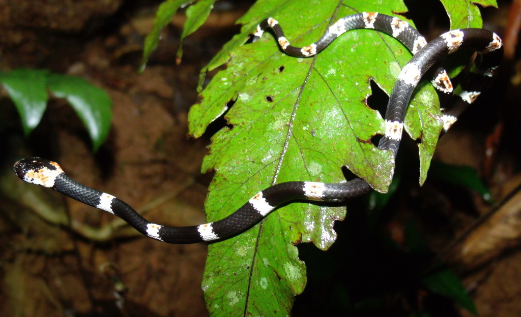American Snail-Eater