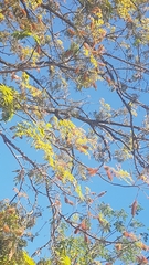 Acrocarpus fraxinifolius image