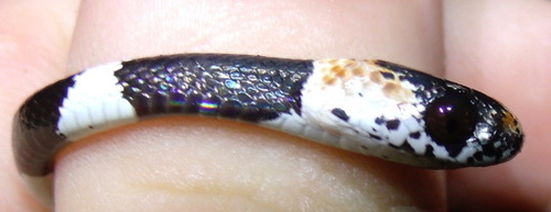 American Snail-eater