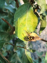 Syrphus opinator