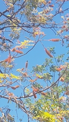 Acrocarpus fraxinifolius image