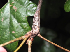 Neuroterus quercusbatatus