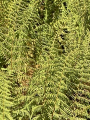 Dennstaedtia punctilobula