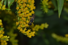 Ectemnius lituratus
