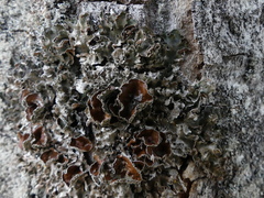 Pleurosticta acetabulum