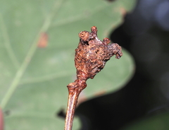 Neuroterus quercusbatatus