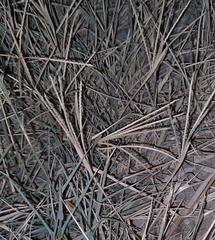 Eleusine indica