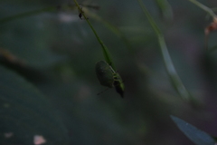 Palomena prasina