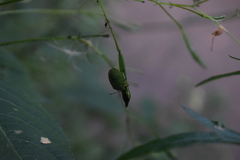 Palomena prasina