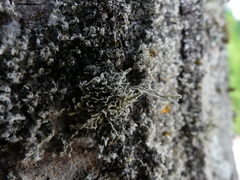 Ramalina fraxinea