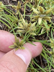 Cyperus flavescens