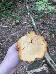 Gymnopilus luteus
