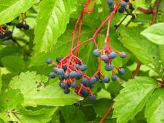 Parthenocissus inserta