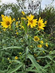 Helianthus grosseserratus
