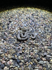 Arizona elegans elegans