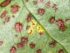 Puccinia smilacis