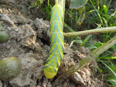 Acherontia atropos