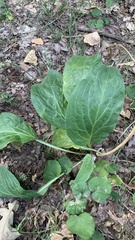 Cynoglossum officinale