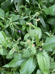 Galinsoga quadriradiata